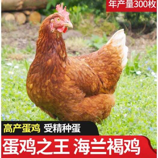 海兰褐鸡苗  孵化基地直供一手货源 物美价廉 量大从优