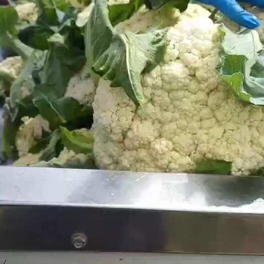  白花菜花
