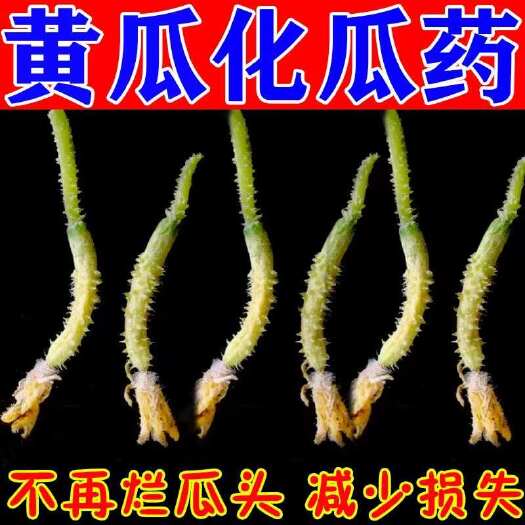 栾川县黄瓜化瓜药黄瓜缩水减产幼瓜黄萎脱落炭疽病灰霉病农用化瓜水溶肥