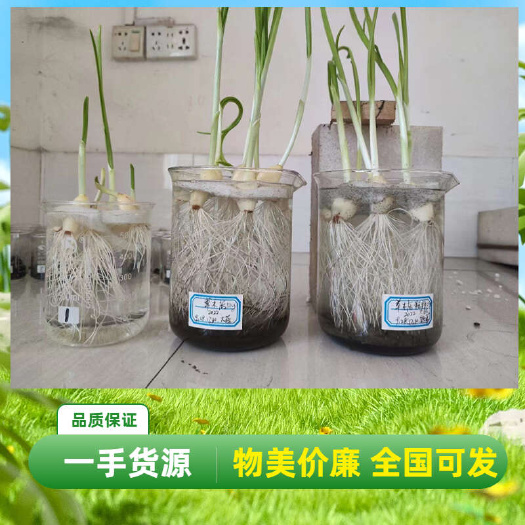 南宁草木灰 秸秆灰 改土调酸 天然钾肥 红薯哈密瓜用草木灰