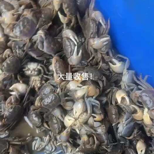威海嘟噜子白玉蟹发财蟹