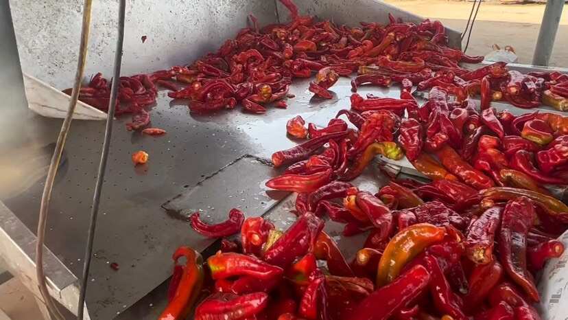 鸡泽县剁椒