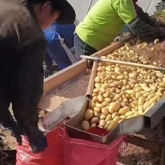  土豆种