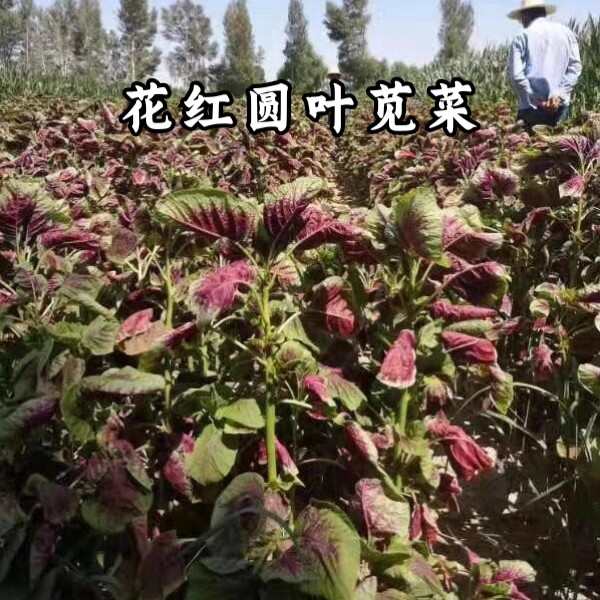 花红圆叶糯米苋菜种子，早熟，耐热耐抽苔，抗病，基地种植