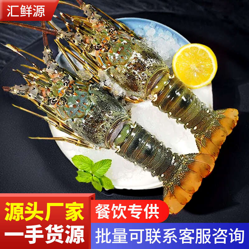 小青龙虾A级无冰衣冷冻发货酒店餐饮烧烤供应源头批发