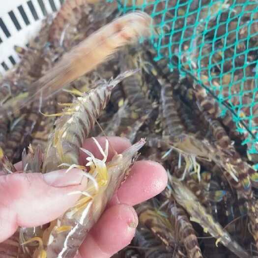 威海基围虾车虾日本对虾竹节虾