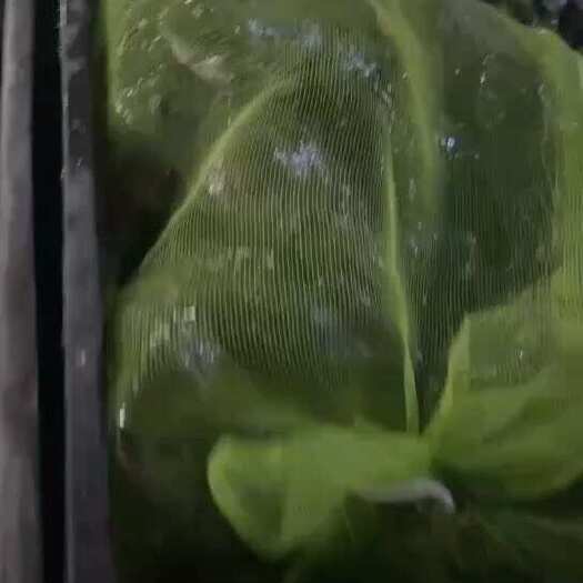 汕头活体牛蛙养殖基地牛蛙南方牛蛙大量供货价格便宜一手货源直销