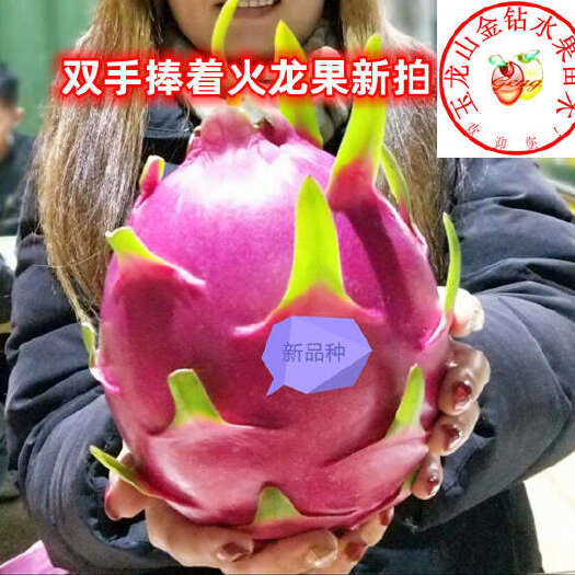 仪陇县新品种火龙果苗，新品种红心火龙果苗，带根免运费，保成活。