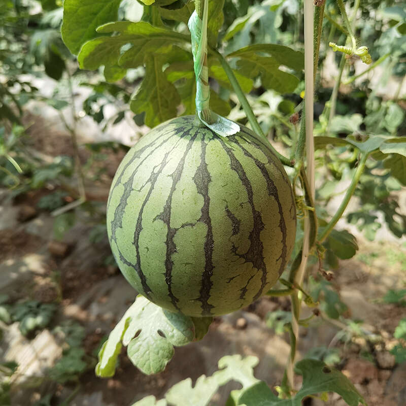 新疆吐鲁番“沁疆红”火洲小西瓜