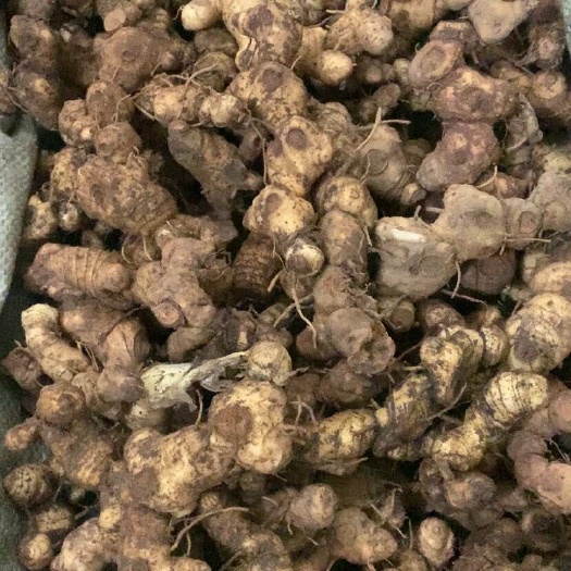 连州市新鲜黄精，现挖现卖！量大价优，一手货源！