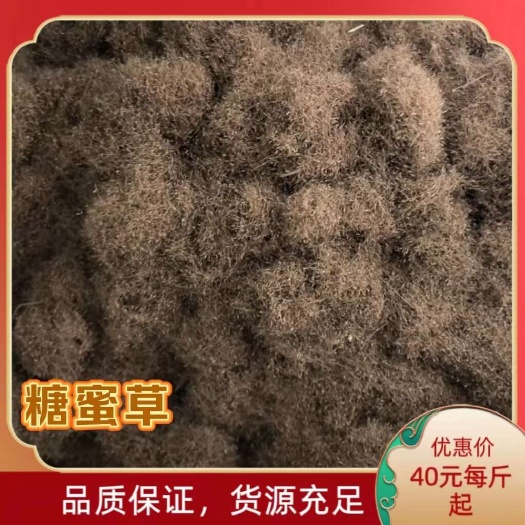 南宁广西糖蜜草种子多年生护坡固土边坡绿化高速公路常用草籽草种批发