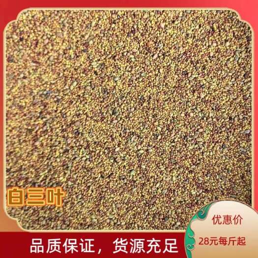 南宁广西白三叶种子价格园林绿化绿肥草种护坡固土边坡绿化草籽批发