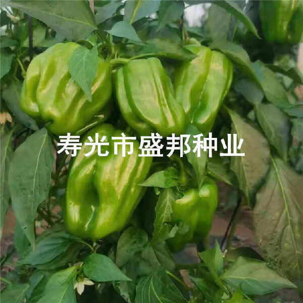 螺丝辣椒苗  螺丝椒苗 线椒苗  黄线椒 黑线椒