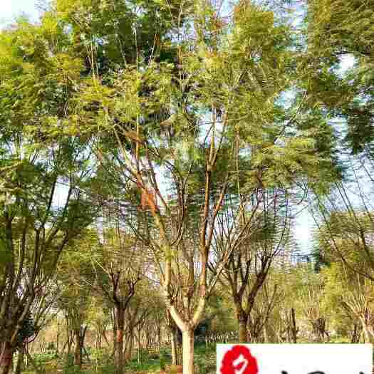 成都8-25公分蓝花楹价格 成都蓝花楹苗木基地直销 价低物优