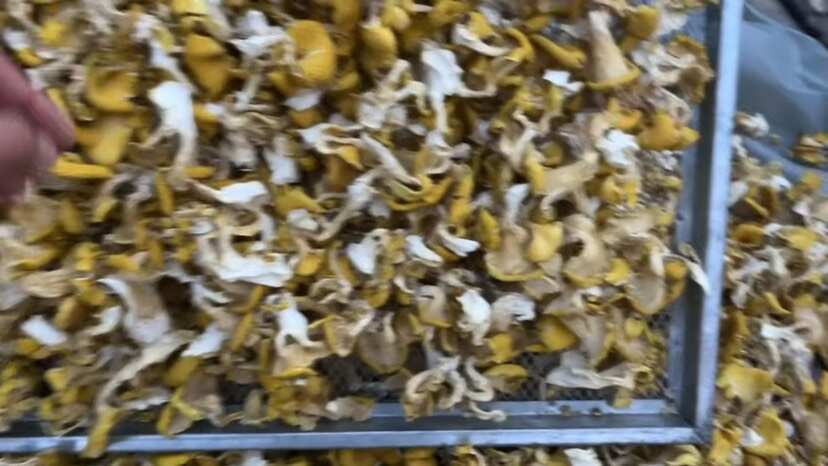 易门县自种自销榆黄菇鸡油菌干货