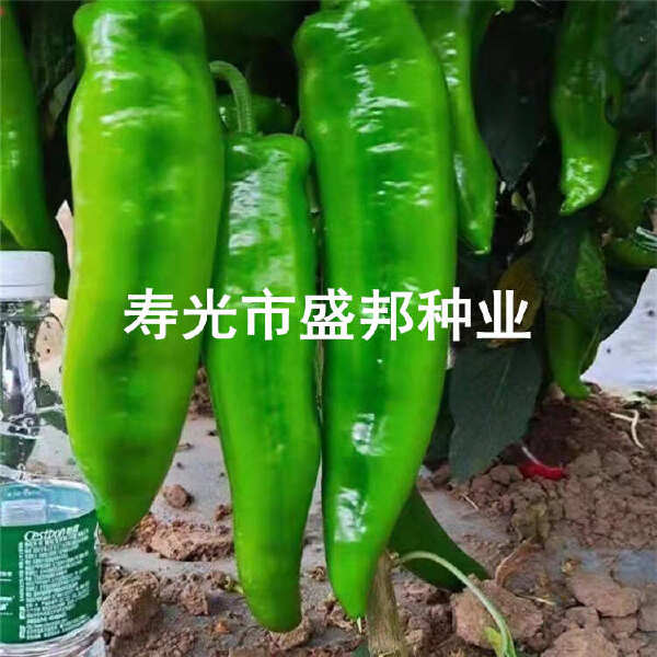 螺丝辣椒苗  螺丝椒苗 线椒苗  黄线椒 黑线椒