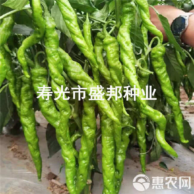 螺丝辣椒苗  螺丝椒苗 线椒苗  黄线椒 黑线椒