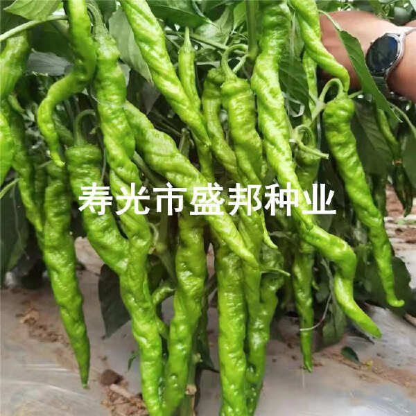 螺丝辣椒苗  螺丝椒苗 线椒苗  黄线椒 黑线椒