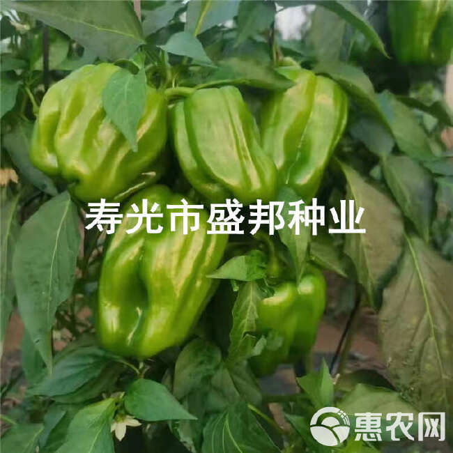 螺丝辣椒苗  螺丝椒苗 线椒苗  黄线椒 黑线椒