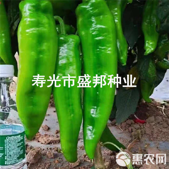 螺丝辣椒苗  螺丝椒苗 线椒苗  黄线椒 黑线椒