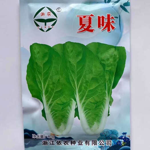 杭州夏味快菜种子，早熟耐热，直立浓绿，抗病，基地种植