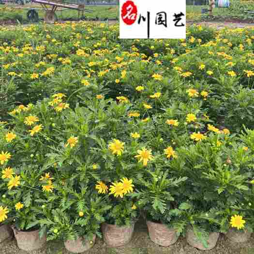 成都木春菊工程苗批发 工程园林绿化灌木 成都苗圃基地直销