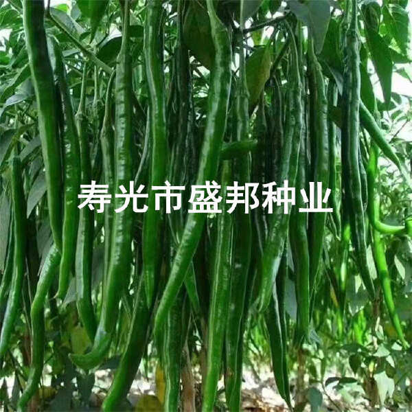 螺丝辣椒苗  螺丝椒苗 线椒苗  黄线椒 黑线椒