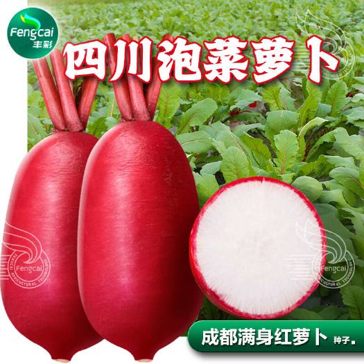 绵阳成都满身红 红皮白肉萝卜种子 肉质根短园柱形 长约16厘米