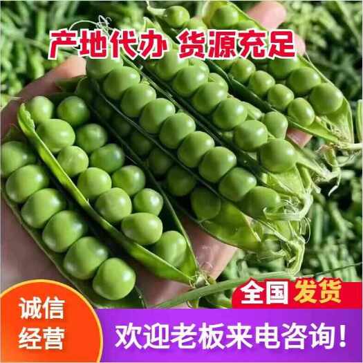 襄樊湖北青豌豆 豌豆荚 颗粒饱满 产地直销 量大从优
