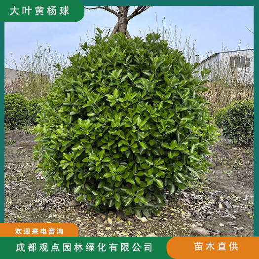 崇州市大叶黄杨球万年青基地直发观点园林直供大叶黄杨规格齐全