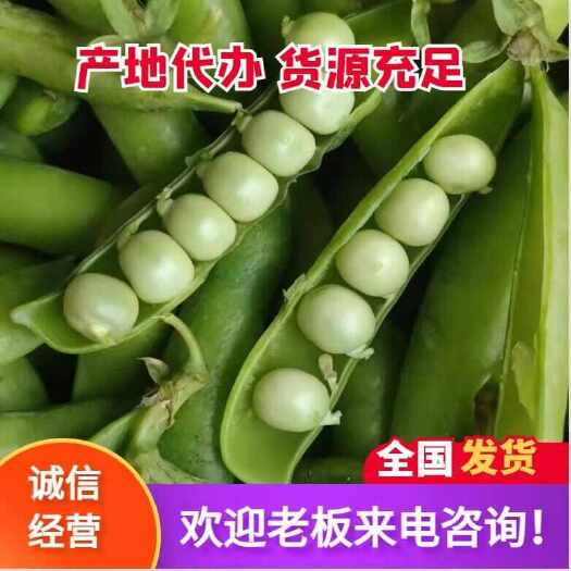 襄樊湖北豌豆荚，青豌豆，甜豆颗粒饱满，可视频实地看货，量大从优