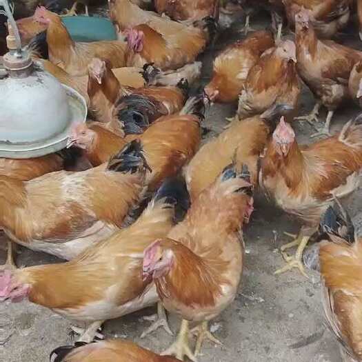 惠州米糠三黄腌鸡