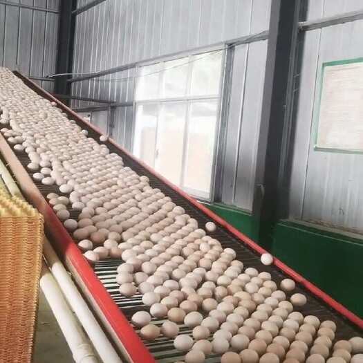 贵港土鸡蛋 山林散养土鸡蛋初生蛋，绿壳粉壳蛋，鸡场直销质量保证