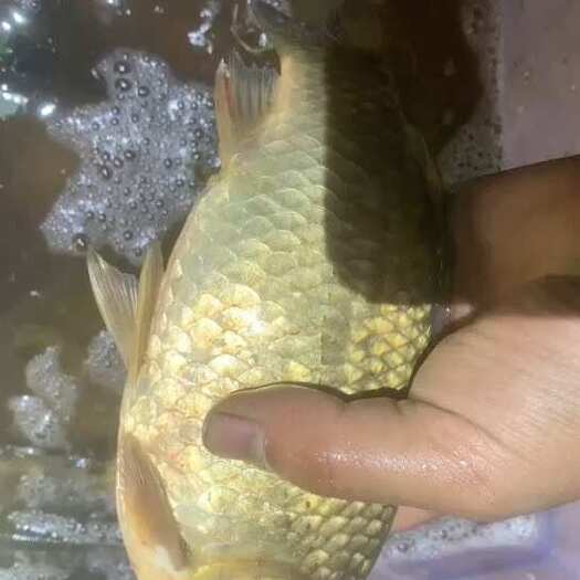  鲫鱼