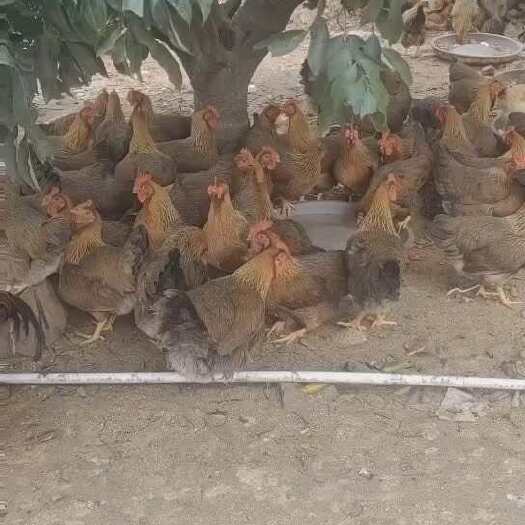 惠州中国十大名鸡，广东清远鸡