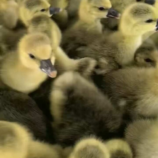 朗德鹅苗