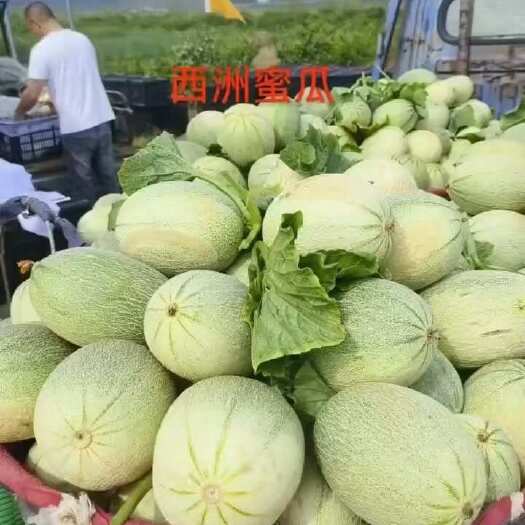 西洲蜜瓜