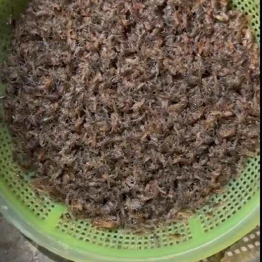 琼中县澳洲淡水蓝龙虾虾苗黑头苗。公分苗。