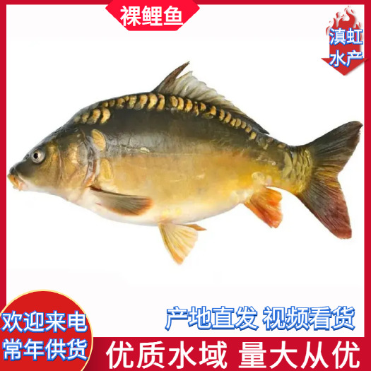 宜良县水库裸鲤鱼 长年供应各种规格的水库鱼 基地山泉流水养殖 批发