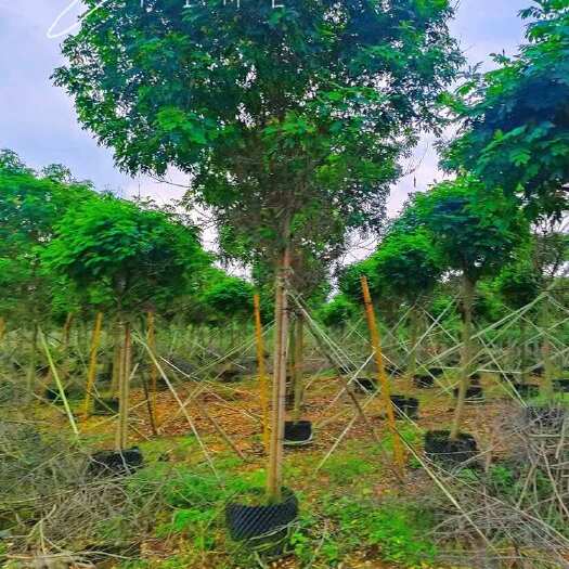 揭阳5分黄花槐，量大价格优势，市政工程专用货，基地直销电话联系