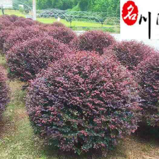 成都精品红继木球优惠出售 成都球形苗木批发 红继木苗木基地直销