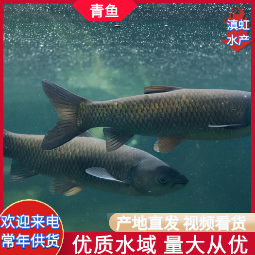 水库青鱼 长年供应各种规格的水库鱼 基地山泉流水养殖 批发