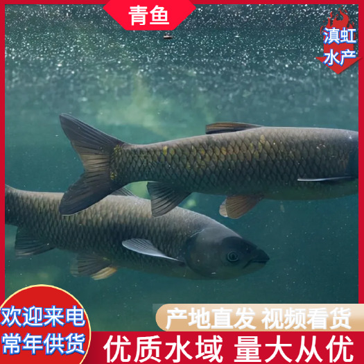宜良县水库青鱼 长年供应各种规格的水库鱼 基地山泉流水养殖 批发