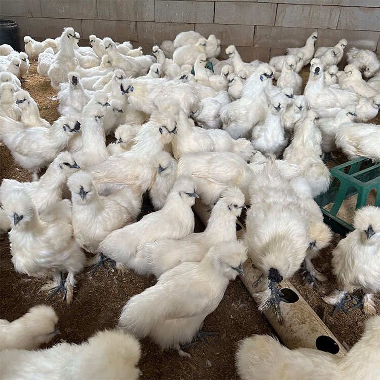 农家散养成年泰和乌鸡一斤重正宗乌鸡苗黑乌骨鸡苗