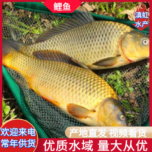 宜良县水库鲤鱼 长年供应各种规格的水库鱼 基地山泉流水养殖 批发