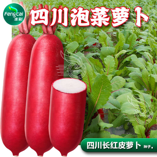 重庆云峰长红皮萝卜种子 脆香可口 泡菜佳品 味甜水多