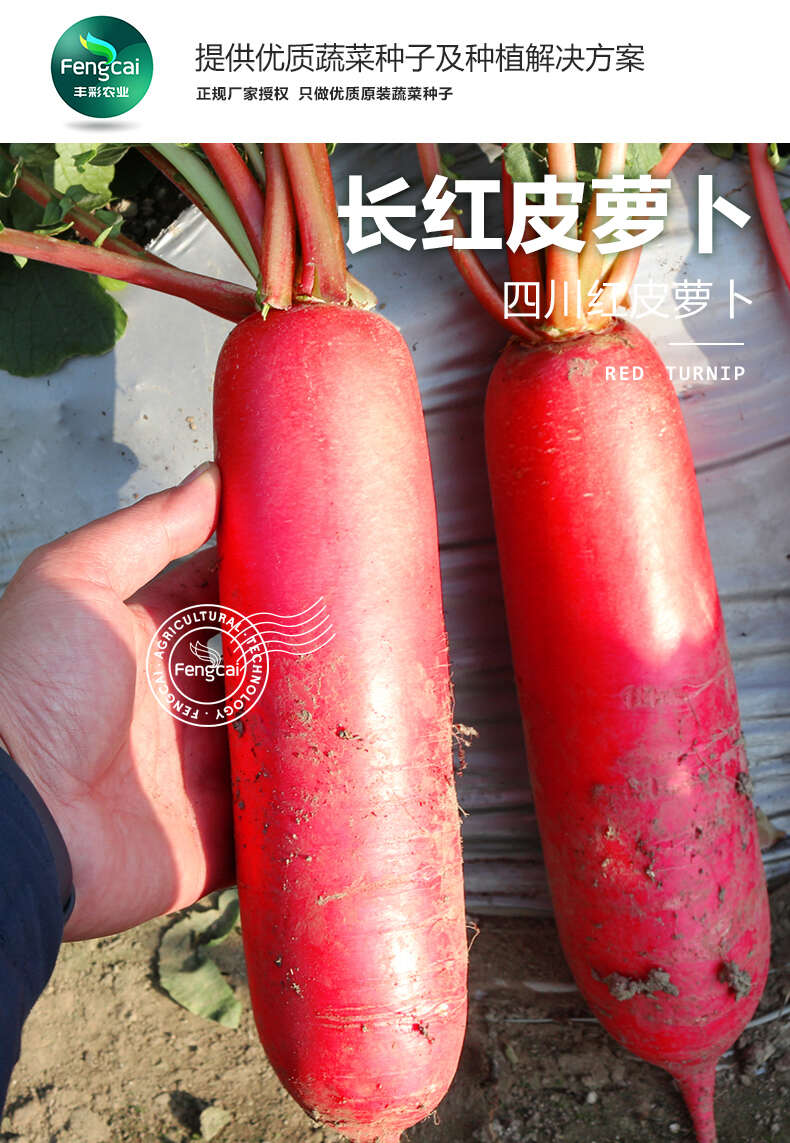 重庆云峰长红皮萝卜种子 脆香可口 泡菜佳品 味甜水多
