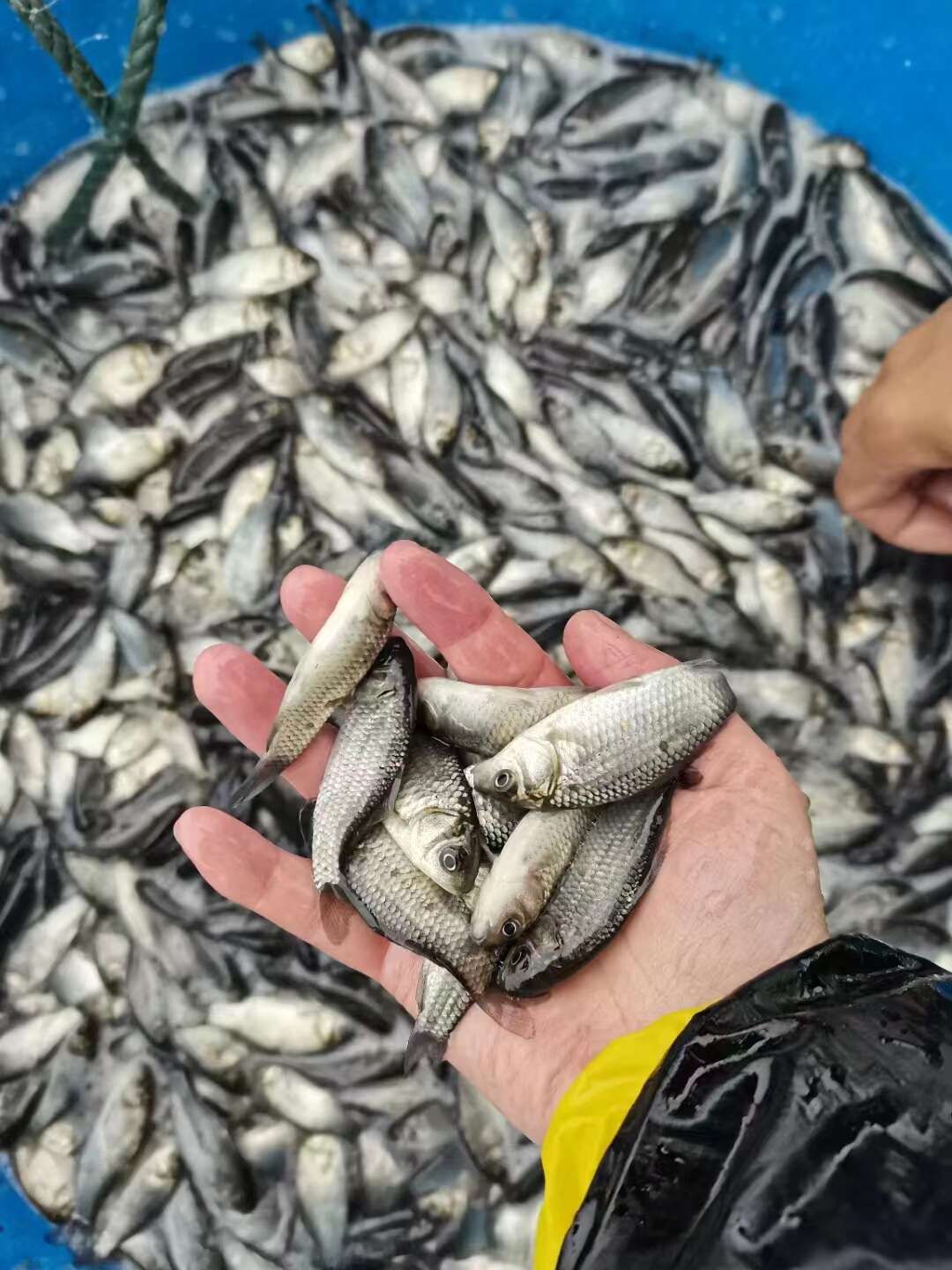 水库鲫鱼 长年供应各种规格的水库鱼 基地山泉流水养殖 批发