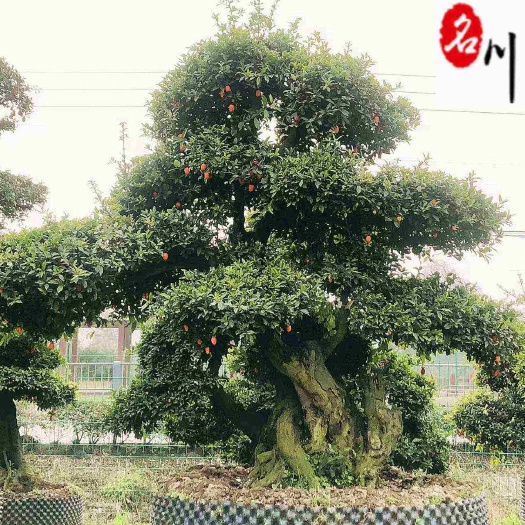 成都金弹子造型盆景批发 四川造型苗木批发基地 一手货源 价格实惠