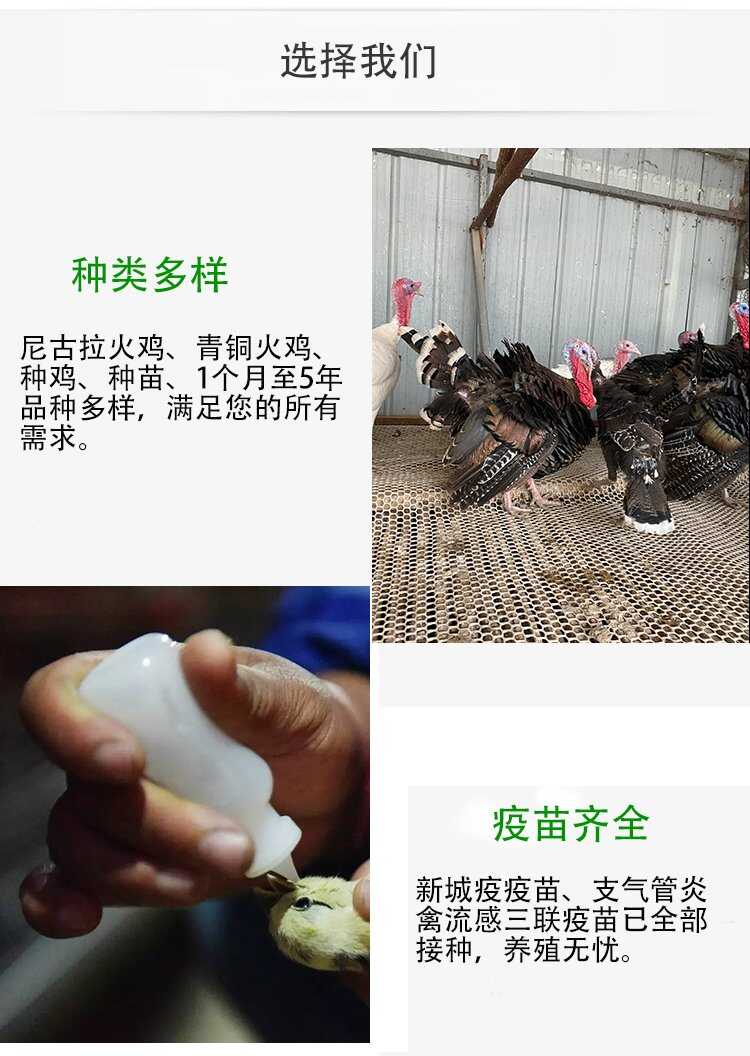 脱温白凤乌鸡鸡苗孵化场供应 好养易活品种优良 乌骨鸡种苗